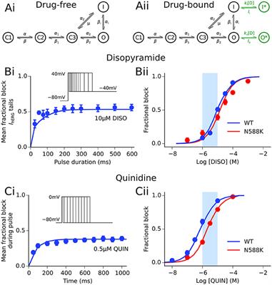 Computational Analysis of the Mode of Action of Disopyramide and Quinidine on hERG-Linked Short QT Syndrome in Human Ventricles